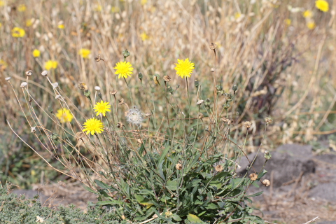 Reichardia picroides